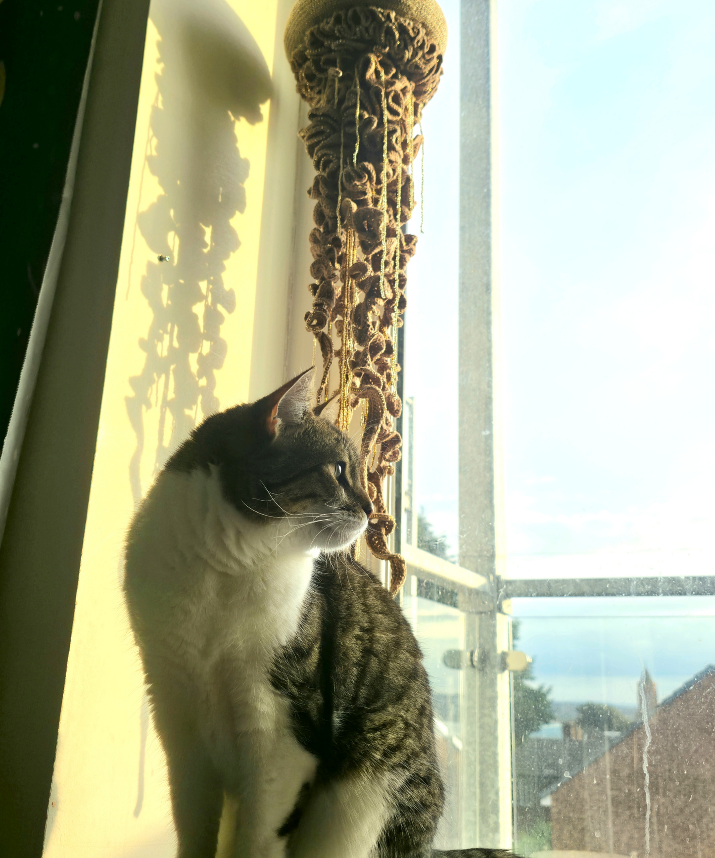 Giant Beaded Mocha Jellyfish